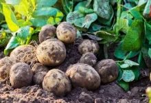 Natural Plant Fertilizer