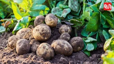 Natural Plant Fertilizer
