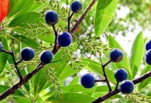 Rudraksha Plant