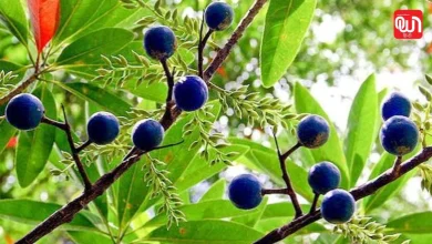 Rudraksha Plant