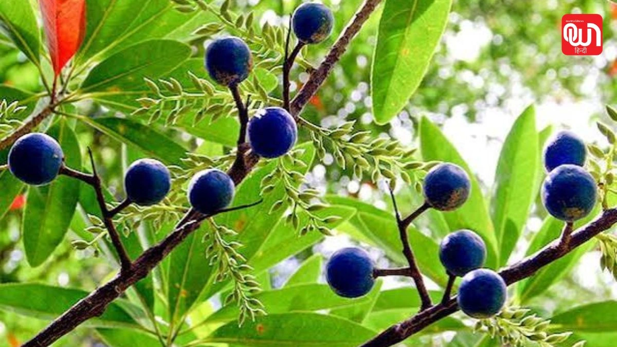 Rudraksha Plant: घर में रुद्राक्ष का पौधा लगाना है? जानिए मिट्टी, पानी और धूप से जुड़े जरूरी टिप्स 1 Rudraksha Plant