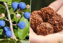 Rudraksha Plant