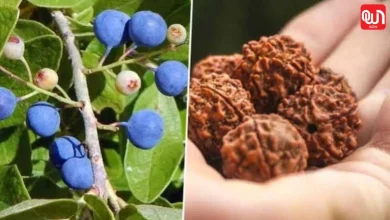 Rudraksha Plant