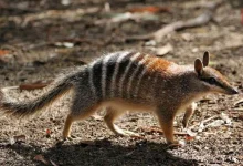 World Numbat Day 2026