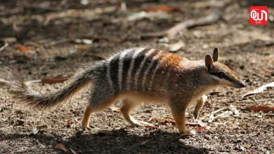 World Numbat Day 2026