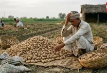 Potato farmers