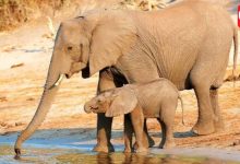 International Animal Rights Day 2026