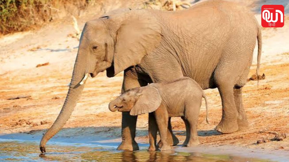 International Animal Rights Day 2026: पशुओं पर हो रही क्रूरता के खिलाफ जागरूकता का संदेश 1 International Animal Rights Day 2026