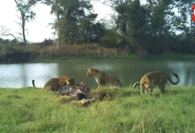 World Wildlife Conservation Day 2026