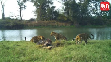 World Wildlife Conservation Day 2026