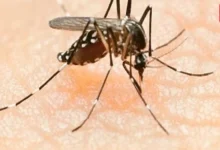 Delhi Dengue Cases 2026