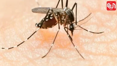 Delhi Dengue Cases 2026
