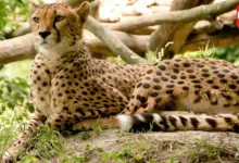 International Cheetah Day 2026