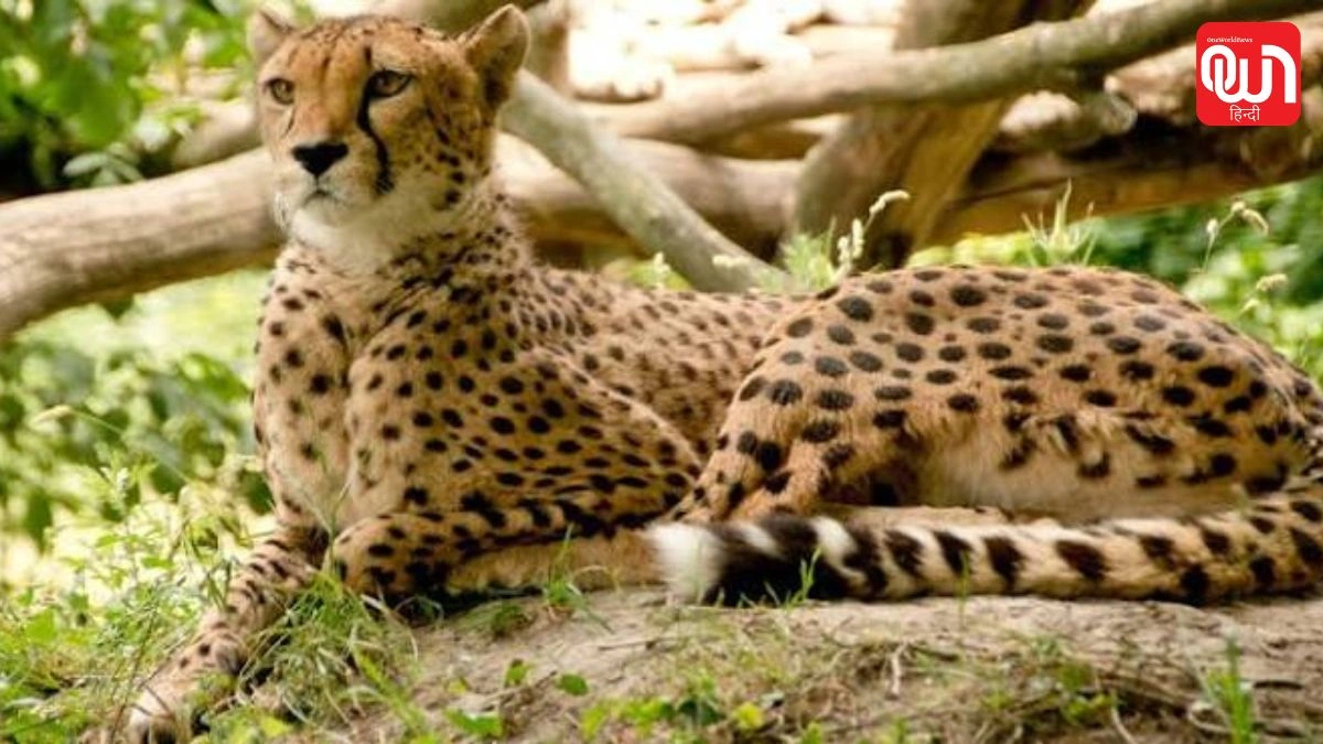 चीता संरक्षण की ओर बढ़ाएं कदम, जानें International Cheetah Day 2026 का इतिहास और महत्व 1 International Cheetah Day 2026