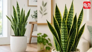 Easy indoor plant