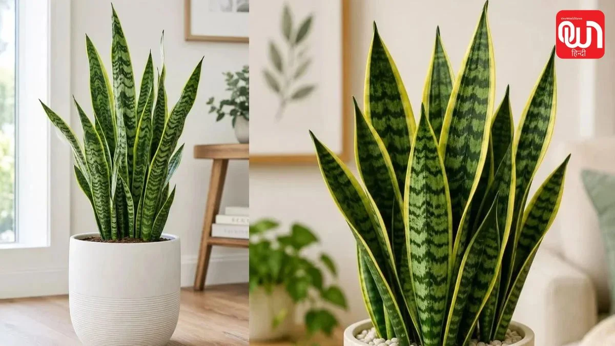 Easy indoor plant: सिर्फ एक पत्ती से तैयार होगा नया पौधा! घर पर उगाएं ये 5 Indoor Plants 1 Easy indoor plant